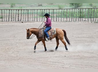 American Quarter Horse, Castrone, 9 Anni, 155 cm, Red dun