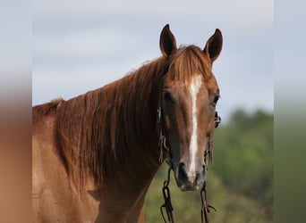 American Quarter Horse, Castrone, 9 Anni, 155 cm, Red dun