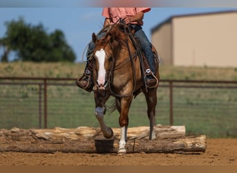 American Quarter Horse, Castrone, 9 Anni, 155 cm, Red dun