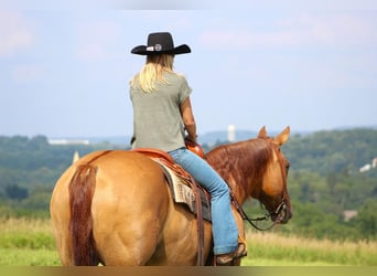 American Quarter Horse, Castrone, 9 Anni, 155 cm, Red dun