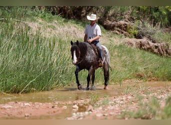 American Quarter Horse, Castrone, 9 Anni, 155 cm, Roano blu