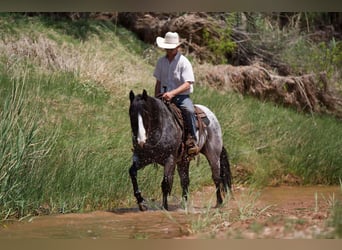 American Quarter Horse, Castrone, 9 Anni, 155 cm, Roano blu