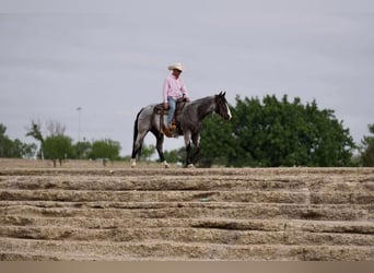 American Quarter Horse, Castrone, 9 Anni, 155 cm, Roano blu