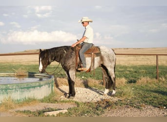 American Quarter Horse, Castrone, 9 Anni, 155 cm, Roano blu