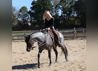 American Quarter Horse, Castrone, 9 Anni, 155 cm, Roano blu