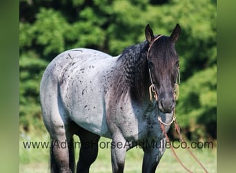 American Quarter Horse, Castrone, 9 Anni, 155 cm, Roano blu