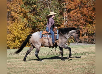 American Quarter Horse, Castrone, 9 Anni, 155 cm, Roano blu