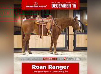 American Quarter Horse, Castrone, 9 Anni, 155 cm, Roano rosso