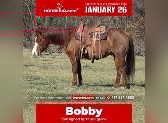 American Quarter Horse, Castrone, 9 Anni, 155 cm, Roano rosso