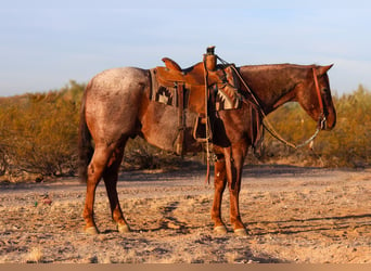 American Quarter Horse, Castrone, 9 Anni, 155 cm, Roano rosso