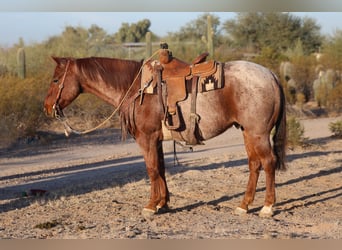 American Quarter Horse, Castrone, 9 Anni, 155 cm, Roano rosso