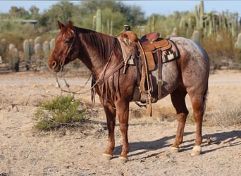 American Quarter Horse, Castrone, 9 Anni, 155 cm, Roano rosso