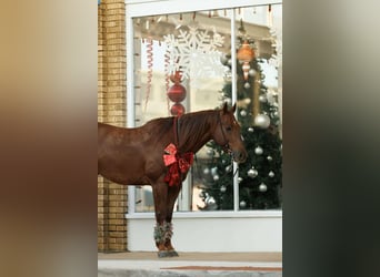 American Quarter Horse, Castrone, 9 Anni, 155 cm, Sauro ciliegia