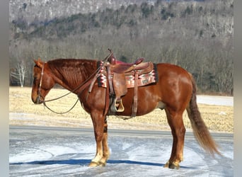 American Quarter Horse, Castrone, 9 Anni, 155 cm, Sauro ciliegia