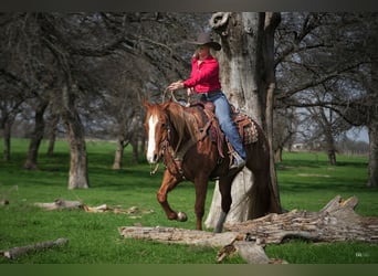 American Quarter Horse, Castrone, 9 Anni, 155 cm, Sauro ciliegia