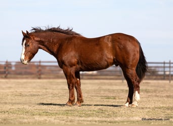 American Quarter Horse, Castrone, 9 Anni, 155 cm, Sauro scuro