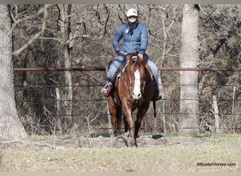 American Quarter Horse, Castrone, 9 Anni, 155 cm, Sauro scuro