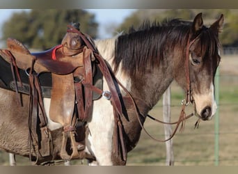 American Quarter Horse, Castrone, 9 Anni, 155 cm, Tobiano-tutti i colori