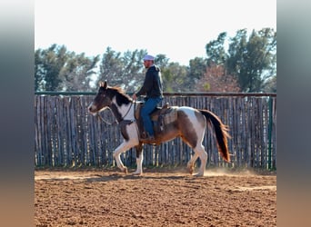 American Quarter Horse, Castrone, 9 Anni, 155 cm, Tobiano-tutti i colori