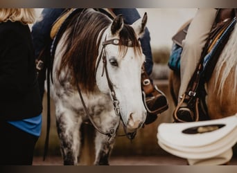 American Quarter Horse, Castrone, 9 Anni, 156 cm, Grigio pezzato