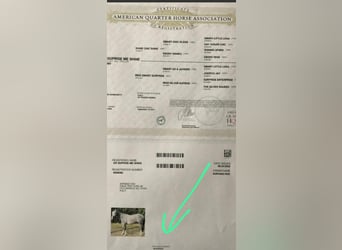 American Quarter Horse, Castrone, 9 Anni, 156 cm, Grigio pezzato