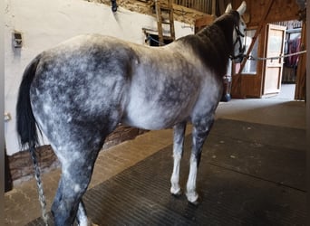 American Quarter Horse, Castrone, 9 Anni, 156 cm, Grigio pezzato