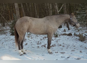 American Quarter Horse, Castrone, 9 Anni, 157 cm, Champagne