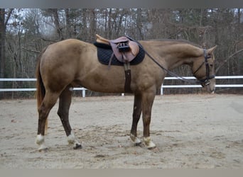 American Quarter Horse, Castrone, 9 Anni, 157 cm, Champagne