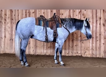 American Quarter Horse, Castrone, 9 Anni, 157 cm, Grigio