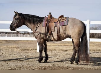 American Quarter Horse, Castrone, 9 Anni, 157 cm, Grullo