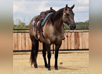 American Quarter Horse, Castrone, 9 Anni, 157 cm, Grullo