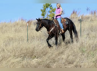 American Quarter Horse, Castrone, 9 Anni, 157 cm, Morello