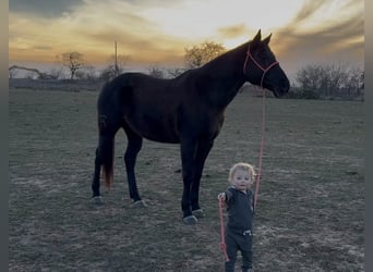 American Quarter Horse, Castrone, 9 Anni, 157 cm, Morello