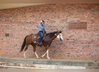American Quarter Horse, Castrone, 9 Anni, 157 cm, Overo-tutti i colori