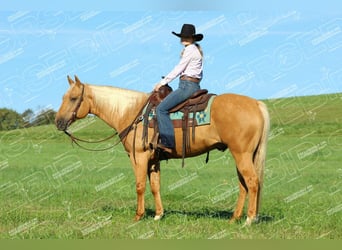 American Quarter Horse, Castrone, 9 Anni, 157 cm, Palomino