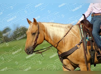 American Quarter Horse, Castrone, 9 Anni, 157 cm, Palomino