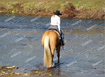 American Quarter Horse, Castrone, 9 Anni, 157 cm, Palomino