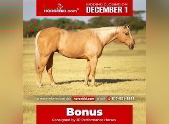 American Quarter Horse, Castrone, 9 Anni, 157 cm, Palomino