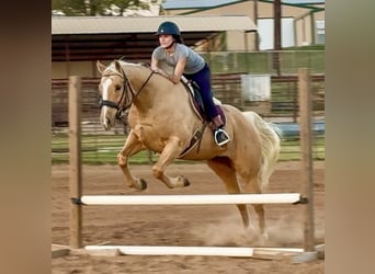 American Quarter Horse, Castrone, 9 Anni, 157 cm, Palomino