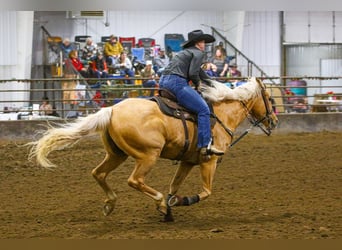 American Quarter Horse, Castrone, 9 Anni, 157 cm, Palomino