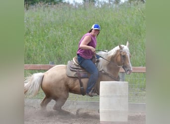 American Quarter Horse, Castrone, 9 Anni, 157 cm, Palomino