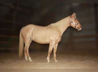 American Quarter Horse, Castrone, 9 Anni, 157 cm, Palomino