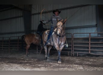 American Quarter Horse, Castrone, 9 Anni, 157 cm, Pelle di daino