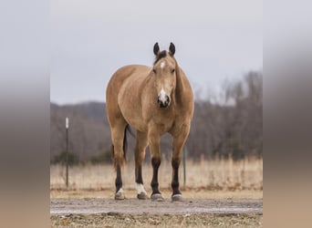 American Quarter Horse, Castrone, 9 Anni, 157 cm, Pelle di daino