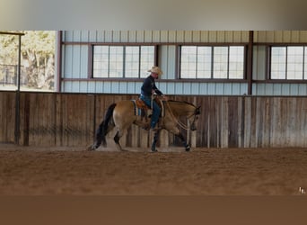 American Quarter Horse, Castrone, 9 Anni, 157 cm, Pelle di daino