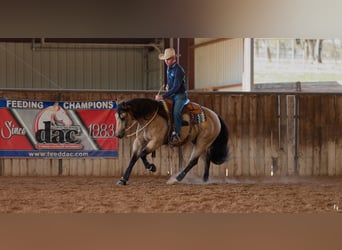 American Quarter Horse, Castrone, 9 Anni, 157 cm, Pelle di daino