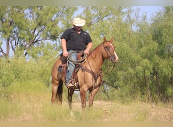 American Quarter Horse, Castrone, 9 Anni, 157 cm, Red dun