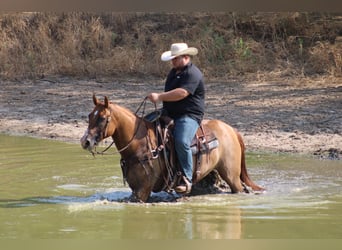American Quarter Horse, Castrone, 9 Anni, 157 cm, Red dun