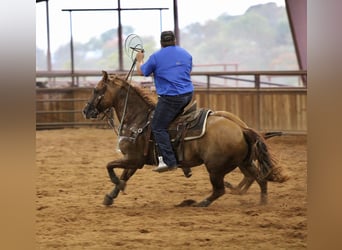 American Quarter Horse, Castrone, 9 Anni, 157 cm, Red dun