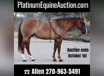 American Quarter Horse, Castrone, 9 Anni, 157 cm, Red dun